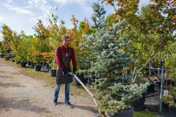 The Steps Involved in Our Tree Care Process in Sayre, PA